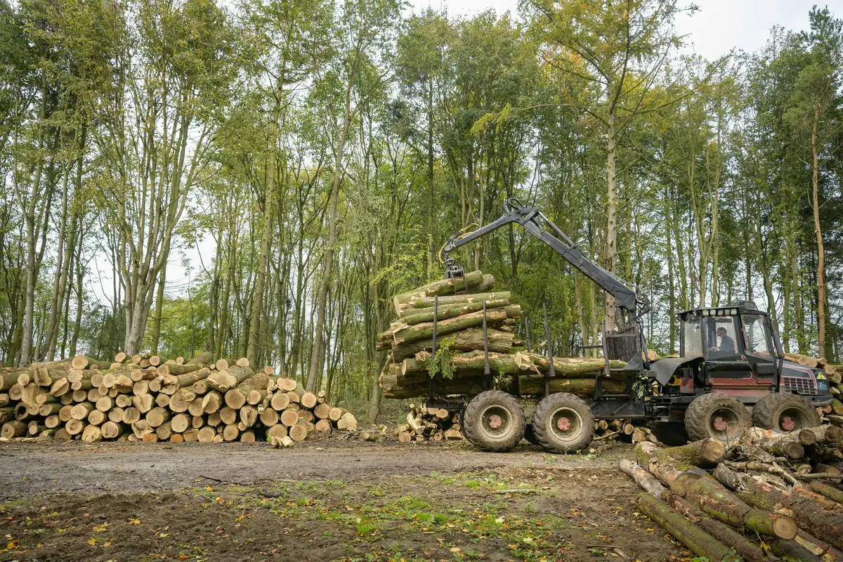 Transport drewna